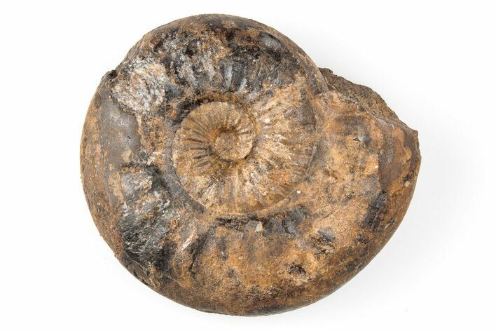 Iron Replaced Ammonite Fossil - Boulemane, Morocco #196566